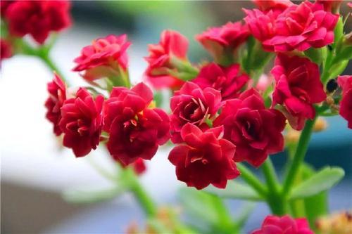 夏季,这样养护长寿花,秋冬才能美美开花