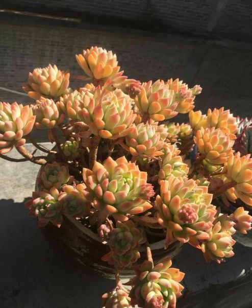 多肉可以晒太阳吗?注意2点,越晒颜色越好看,顺利出状态