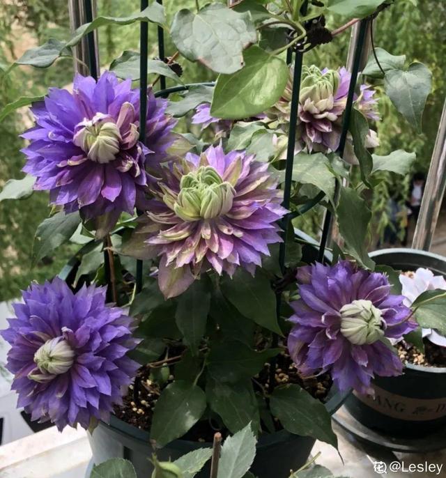 6月份扦插,选好合适的植物品种,沾土、泡水都能活