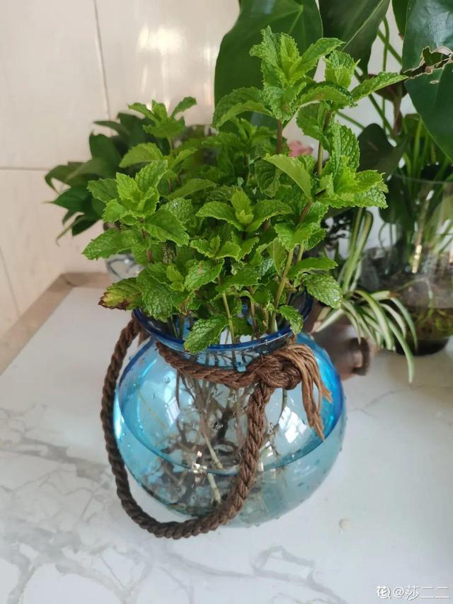 养花换个方法,长得更旺,养花杀手必看