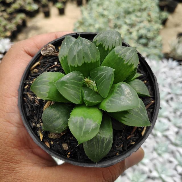 晶莹剔透的玉露,六月份有“4怕”,避开养护状态也不错