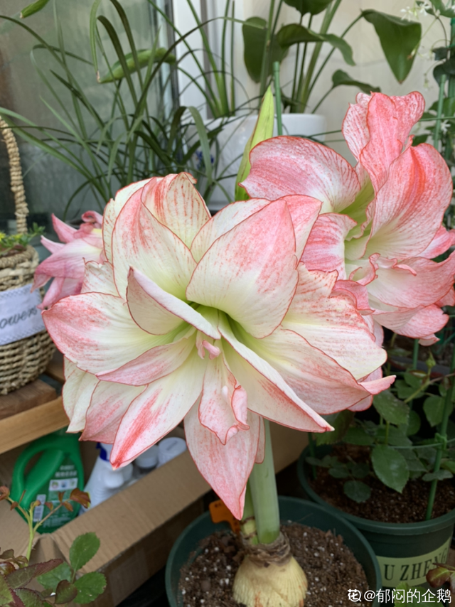 观花植物届的“扛把子”,个个开花比脸大,养一盆“注定红”