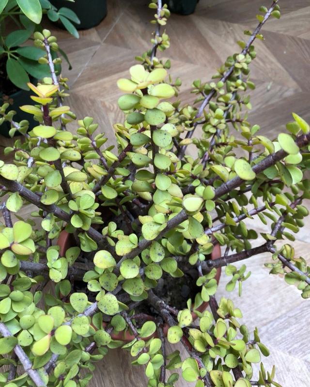 养金枝玉叶,做到4点,长成粗壮老桩,漂亮又精致