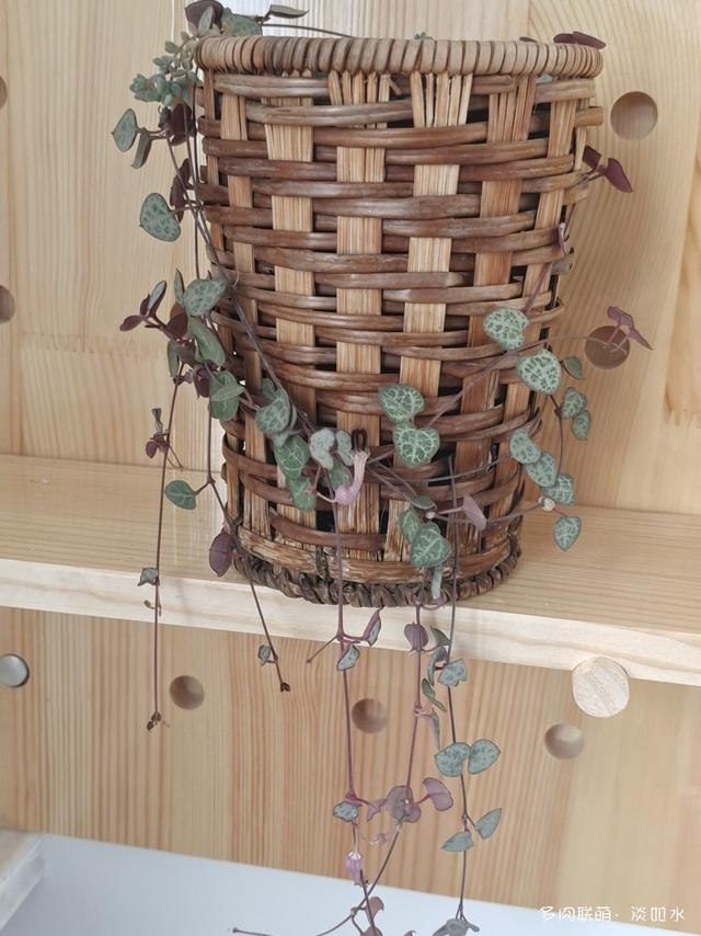 给多肉洗洗澡,搬新家喽!