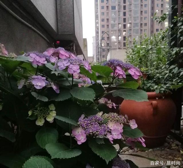 2年前买了个300㎡的露台,打造成屋顶花园,在都市过上了田园生活