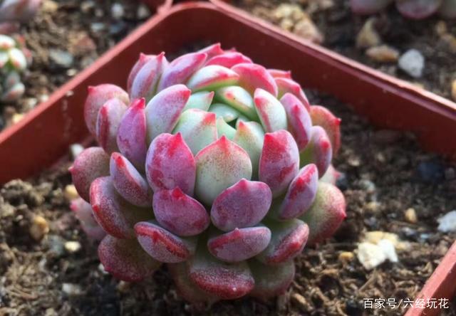 别忽略多肉的6个求救信号,做错1个都不行,不然轻松化水