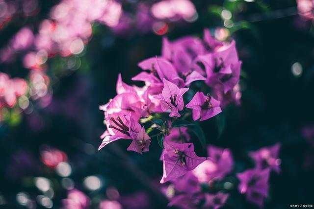 三角梅控水促花不能盲目,别再“折腾”了,做好这几点才是基础