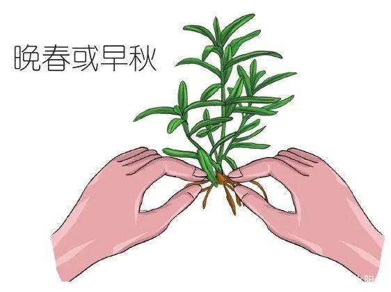 采收百里香最好赶在开花之前,如此截取下来的茎叶香气更浓郁!