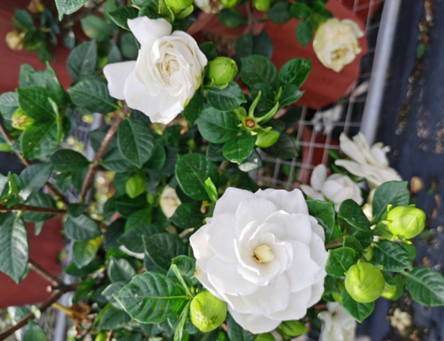 养栀子花谨记:4种水不能浇,否则伤根又黄叶