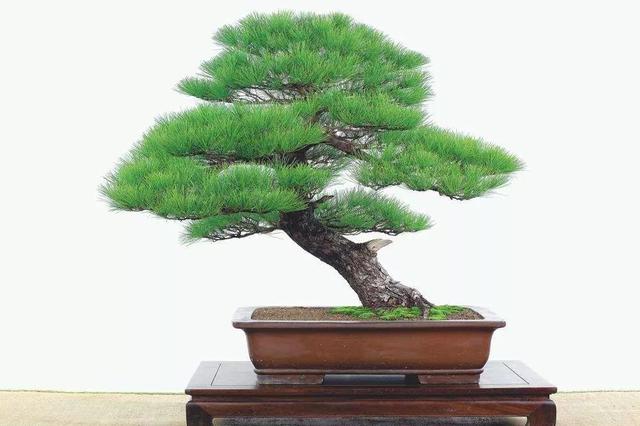 苗木进行扦插繁殖时,记住这几个扦插的要点,繁殖成活率高