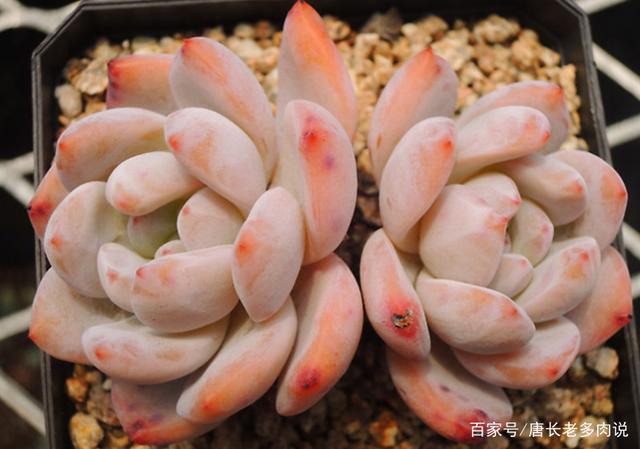 多肉橙梦露非常漂亮,且越“虐”越美,那么夏季还可以购买吗?