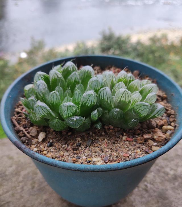 这“三多肉”怕日晒,放在封闭房间,叶片肥美不徒长,依旧长得旺