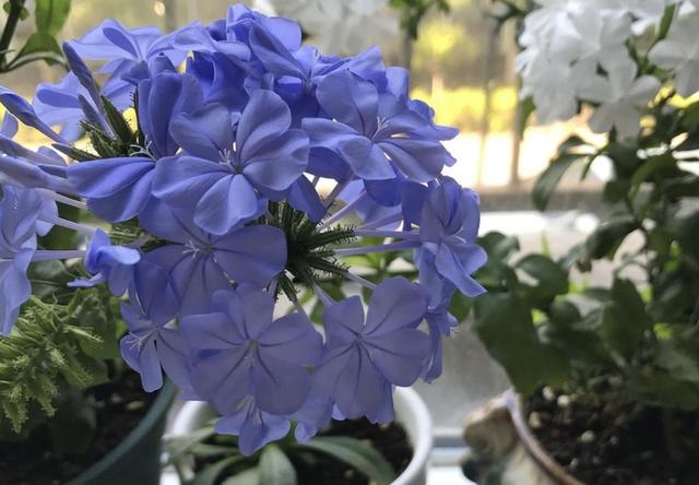 养花小白如何成为大神?听完她的成功经验,我自愧不如,你呢?