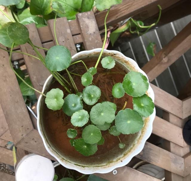 夏天气温高,养铜钱草注意2点,叶子更肥厚油绿,更大更多