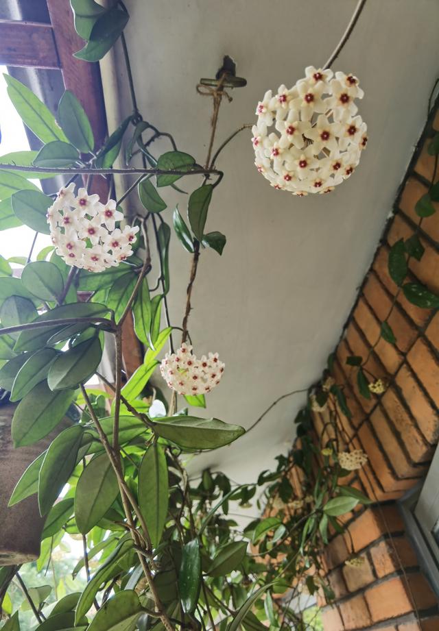 球兰不开花怎么办?“几个”小妙招,能让它一年开花好多次