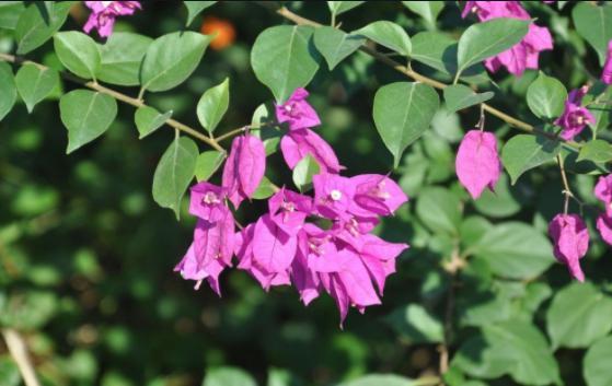 三角梅想养好,用对管理方法,做好修剪,四季常开花