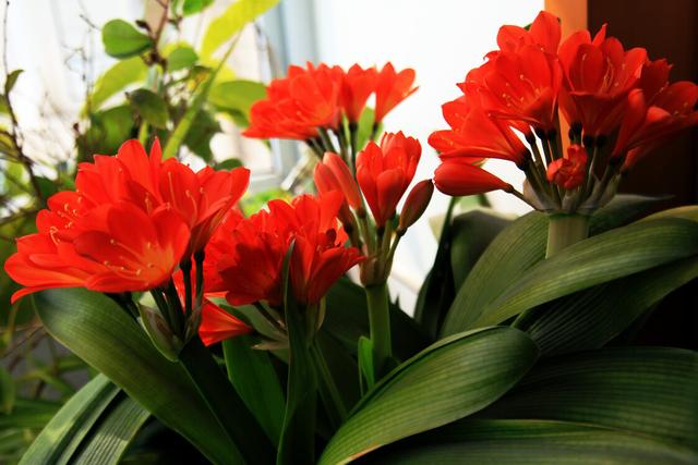 夏季养殖君子兰,环境不同,浇水方式不一样,可别做错了