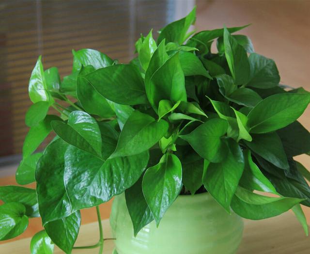 绿萝长得慢,用它浇一浇,叶子更绿更多,肥得流油