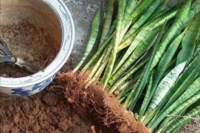 虎皮兰多长新芽,4个养护要点不能忽视,不然长期不长新叶