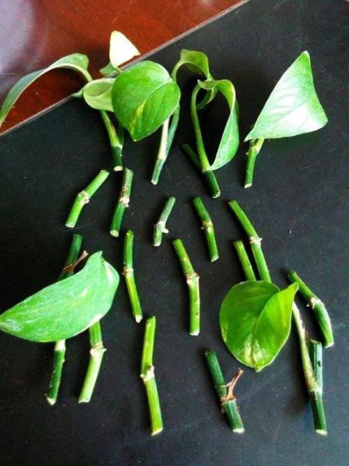 七八月份温度高,赶紧扦插4种花,越热越利于生根