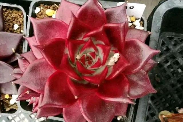 多肉罗宾自带东云贵族气质,养出状态叶色深红、有光泽,辨识度高