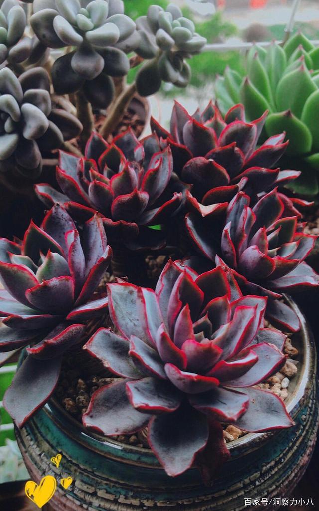 多肉中的“血滴子”,纹路清晰红艳艳,一年四季都能保持紧致感