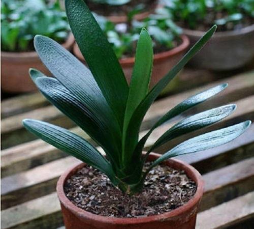 君子兰摆放,大有“讲究”,3个位置坚决不能放,光照水分很关键