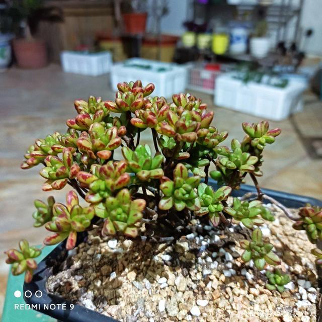 别错这款“美人系”多肉,叶片斑斓易群生,神仙颜值惹人爱