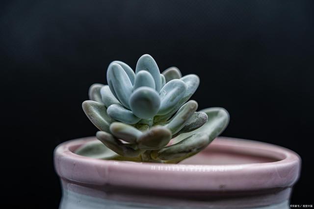 5个养多肉植物的“冷知识”,不一定用得到,但一定要知道