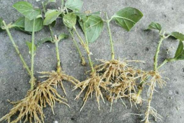 桂花扦插难生根?它喜欢高温,现在扦插试试,掌握技巧生根快