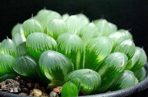 看文识图:轻松获知27种多肉植物名称(一)