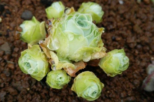 山地玫瑰盛夏深度休眠,正确养护,才能养成“永不凋零的玫瑰”