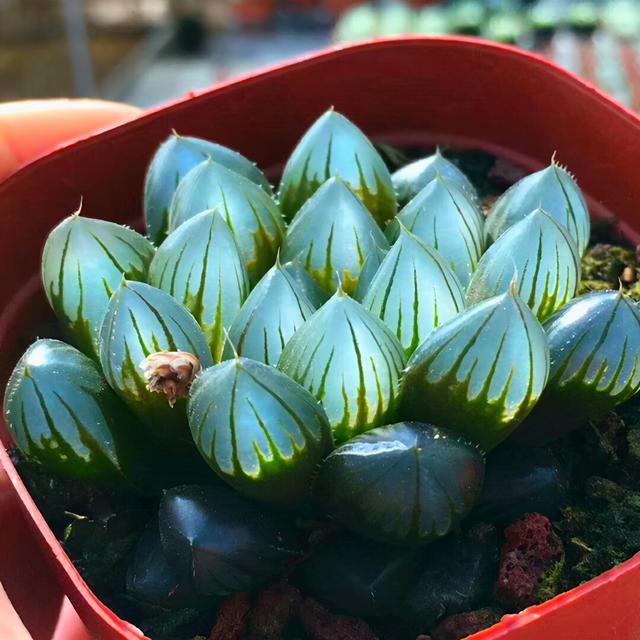 七八月多肉要“静养”,这“三动作”不要做,否则只能收空盆