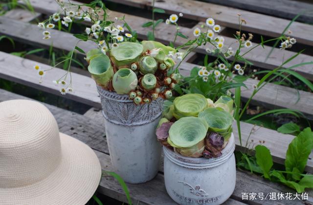 这1点没做好,多肉颜值会下降!看看高手怎么处理枯叶