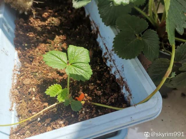 7种花养老桩不好,多扦插、养嫩苗,才能年年开花