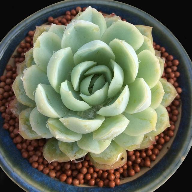 谁说多肉都是一个样?她养的多肉就与众不同,叶片如花,香气浓郁