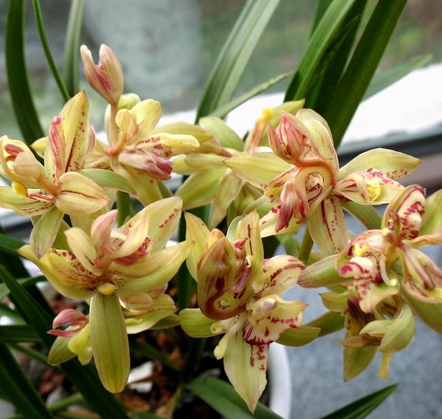 十几块一苗,好养又香味浓郁,这才是养兰新手该入的品种