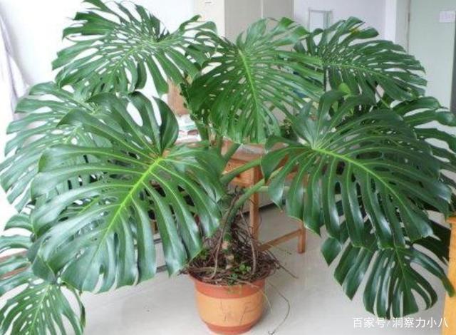 龟背竹总是病恹恹,避开这“三怕”,挺拔有精神,养成盆景小老桩