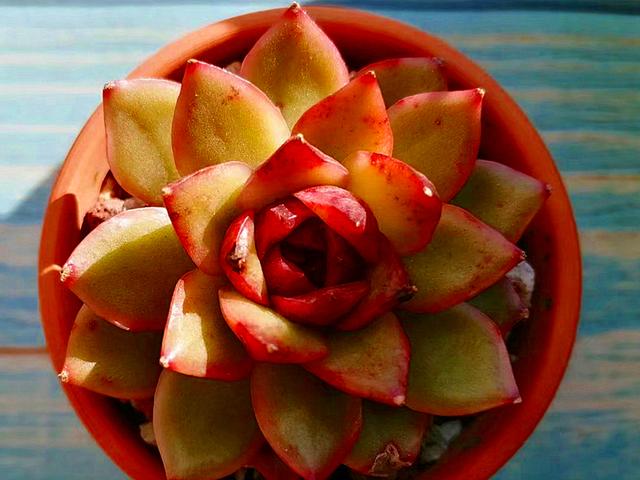 虽然都属于玫瑰类多肉,度夏方法却大不相同,最好了解一下