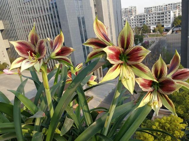 观花植物届的“扛把子”,个个开花比脸大,养一盆“注定红”