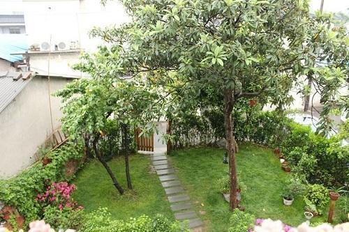 家中有院子的,这3种树种上几棵,不仅寓意好,价值也高