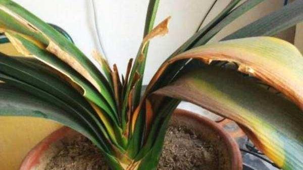 君子兰出现烂根,不要太着急,3种情况分别处理,根系重新长出来