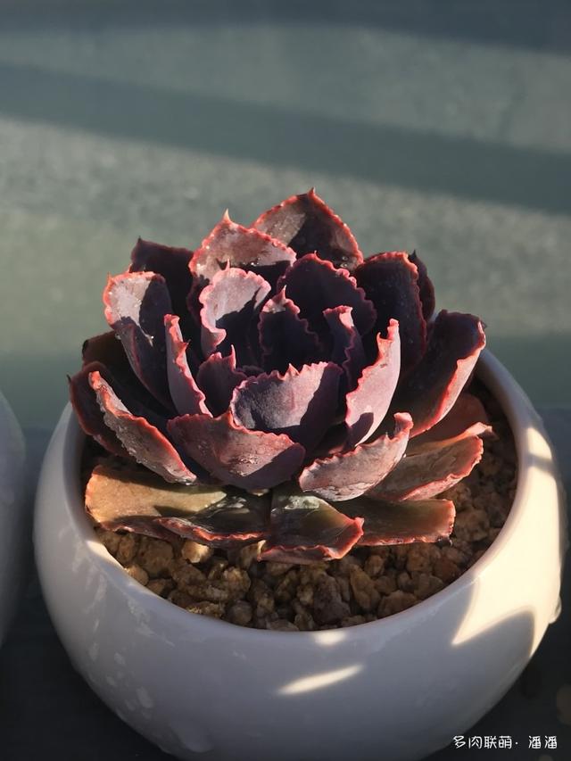 多肉私奔(露养)两个月后,它们怎么了?