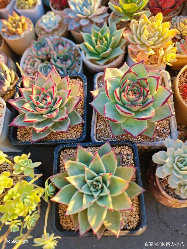 多肉乌木状态差,“三动作”虐一虐,“根系有劲”还易缀化变群生