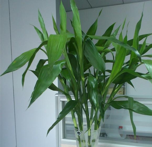 她家的新房成了“网红地”,不是装修多高档,而是室内盆栽太漂亮