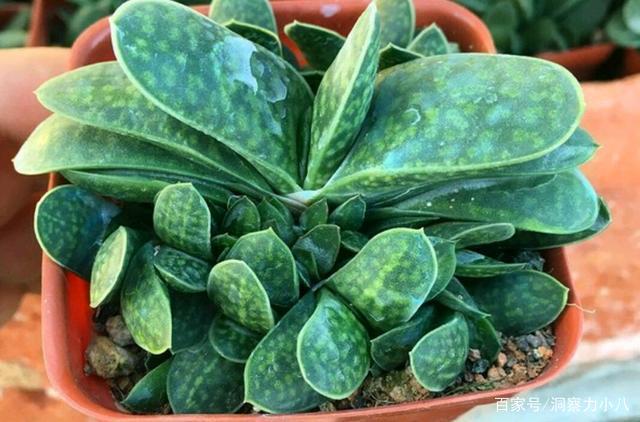三种“不起眼”的多肉,原本无人问津,后期成网红抢手货,抢着要