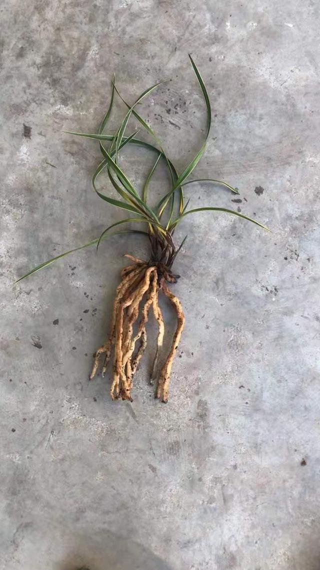 养兰对抗茎腐“四字诀”