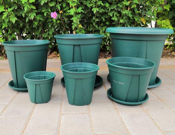 家庭养君子兰,把影响生长的“5要素”掌握了,不愁长不好