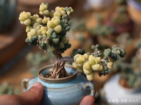 六月养多肉,掌握“浇水密码”,不徒长不黑腐,还能催出一圈崽