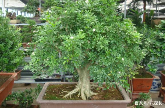 北方养殖九里香,打理好这3方面,开花一簇簇,格外好闻